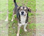 Small #1 Labrador Retriever Mix