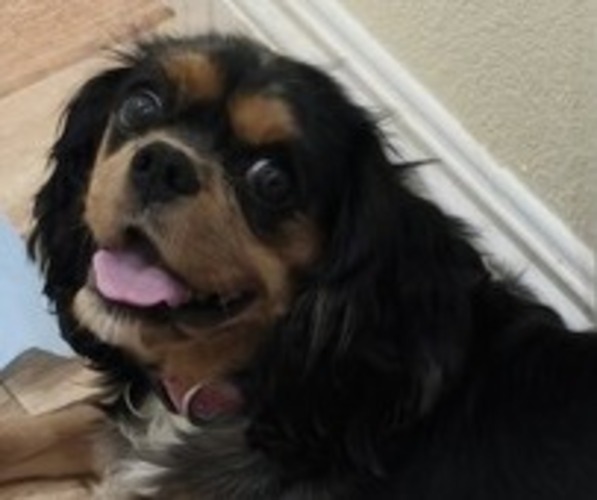 Medium Photo #1 Cavalier King Charles Spaniel Puppy For Sale in JOSHUA TREE, CA, USA