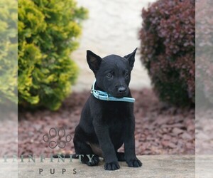 Belgian Malinois Puppy for sale in HONEY BROOK, PA, USA