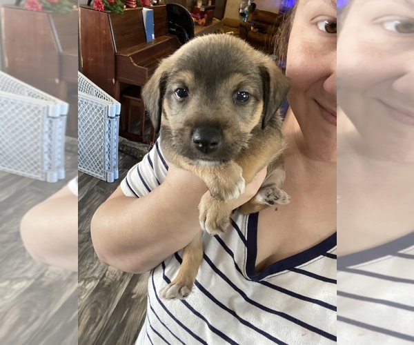 Medium Photo #2 Miniature Schnauzzie Puppy For Sale in BEAUMONT, MS, USA