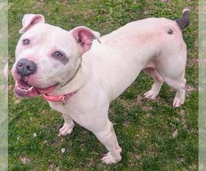 Mutt Dogs for adoption in Akron, OH, USA