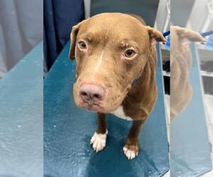 American Bulldog-Unknown Mix Dogs for adoption in Mobile, AL, USA