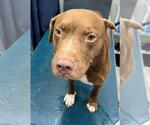 Small American Bulldog Mix