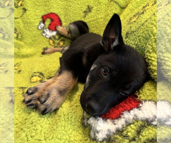 Medium Photo #1 Mutt Puppy For Sale in Fargo, ND, USA