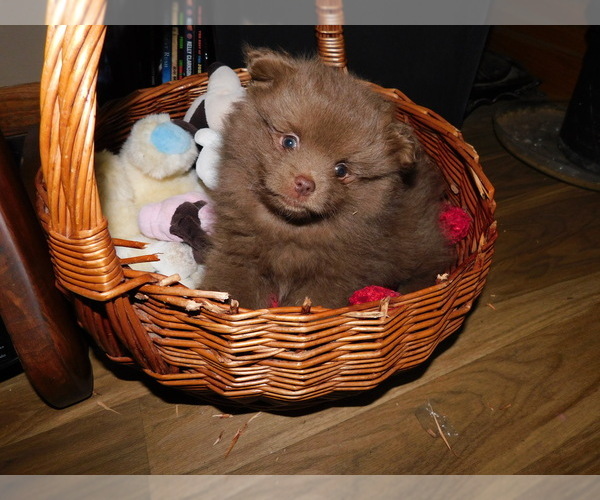 Medium Photo #1 Pomeranian Puppy For Sale in RICE LAKE, WI, USA