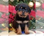 Small Photo #6 Rottweiler Puppy For Sale in PINE GROVE, PA, USA