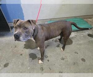 American Pit Bull Terrier Dogs for adoption in Camarillo, CA, USA