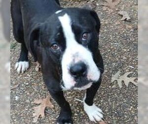 ZCL-D- River - Female Boxador Dog for Adoption - Photo #3