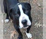 Small #2 Boxador