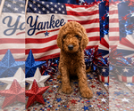 Small #2 Poodle (Standard)