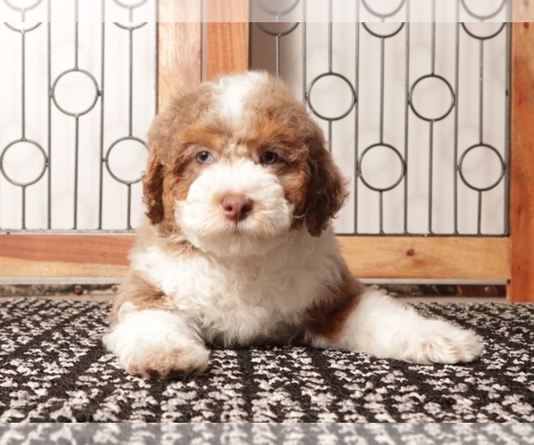 Medium Photo #3 Aussie-Poo Puppy For Sale in NAPLES, FL, USA