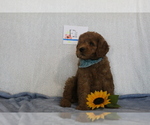 Small Photo #2 Goldendoodle-Poodle (Standard) Mix Puppy For Sale in EVART, MI, USA