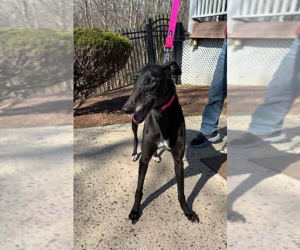 Medium Photo #3 Greyhound Puppy For Sale in Cherry Hill, NJ, USA