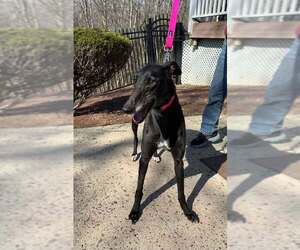 Gemma - Female Greyhound Dog for Adoption - Photo #3