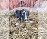 Small #2 Catahoula Leopard Dog