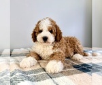 Small #3 Bernedoodle (Miniature)