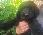 Small Photo #6 Goldendoodle Puppy For Sale in CASTLE ROCK, WA, USA
