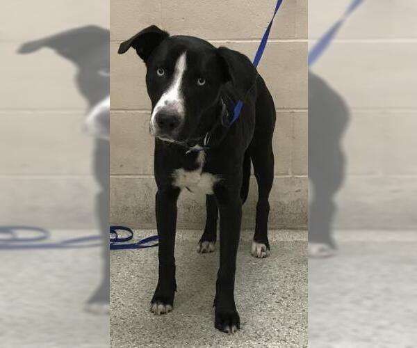 Medium Photo #1 Labsky Puppy For Sale in Conroe, TX, USA