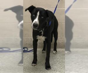 Labsky Dogs for adoption in Conroe, TX, USA