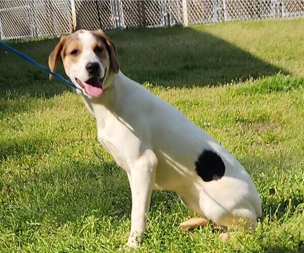 Medium Photo #3 Mutt Puppy For Sale in Wetumpka, AL, USA