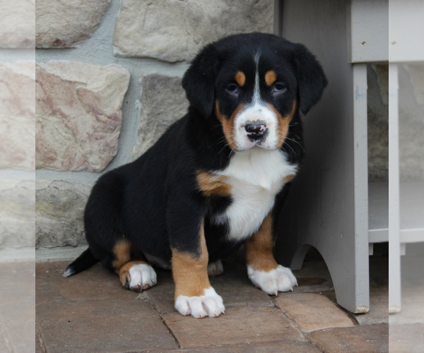 Medium Photo #6 Greater Swiss Mountain Dog Puppy For Sale in BIRD IN HAND, PA, USA