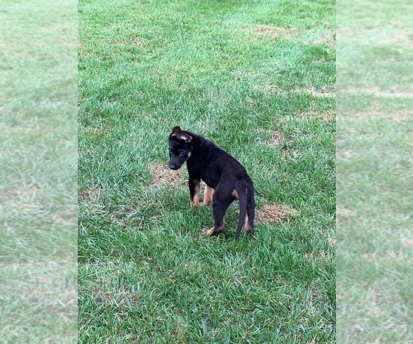 Medium Photo #1 German Shepherd Dog Puppy For Sale in EAST FREEHOLD, NJ, USA