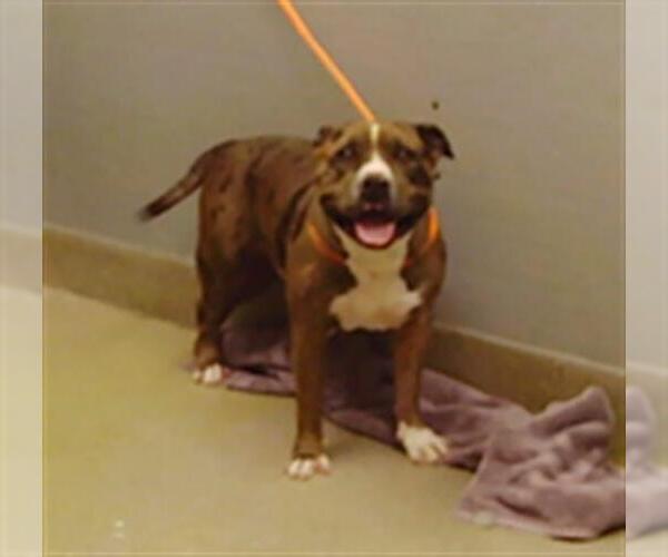 Medium Photo #1 American Bulldog-Unknown Mix Puppy For Sale in Las Vegas, NV, USA