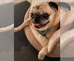 Small #2 Pug