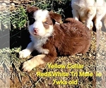 Small #1 Border Collie
