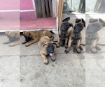 Small Photo #1 Belgian Malinois Puppy For Sale in GARDENA, CA, USA