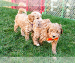 Small #2 Goldendoodle (Miniature)