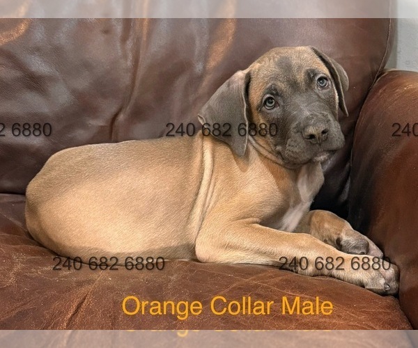 Medium Photo #8 Cane Corso Puppy For Sale in LA PLATA, MD, USA