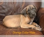 Small Photo #8 Cane Corso Puppy For Sale in LA PLATA, MD, USA
