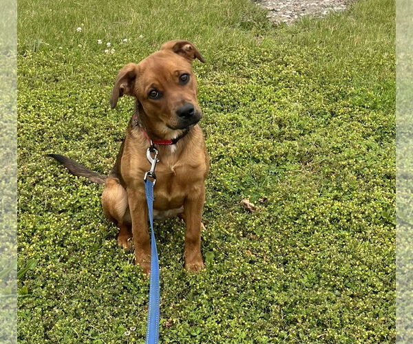 Medium Photo #1 Shepradors Puppy For Sale in Franklin, IN, USA