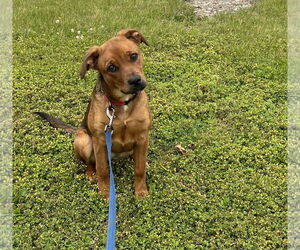 Shepradors Dogs for adoption in Franklin, IN, USA