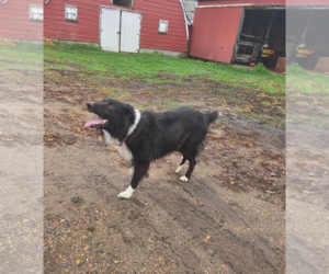 Collie Dogs for adoption in Buffalo, MN, USA