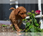 Small #2 Poodle (Toy)