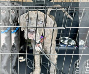 American Pit Bull Terrier-Unknown Mix Dogs for adoption in Rockaway, NJ, USA