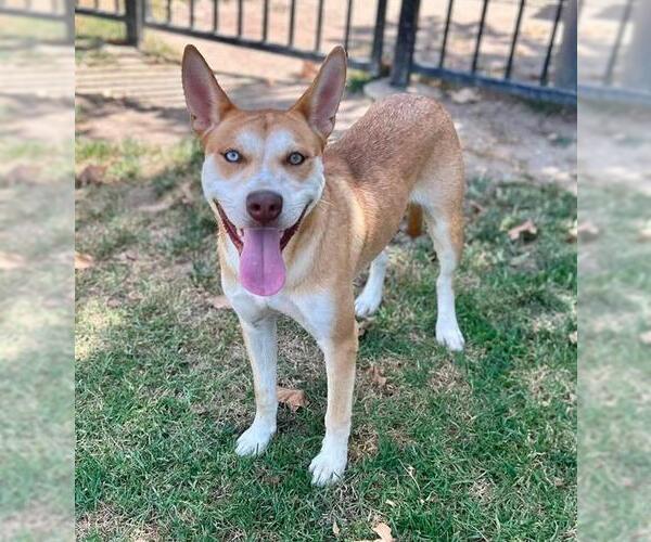 Medium Photo #2 Siberian Husky Puppy For Sale in Riverside, CA, USA