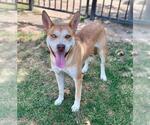 Small #1 Siberian Husky