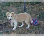 Small Photo #1 Border Collie Puppy For Sale in WARDEN, WA, USA
