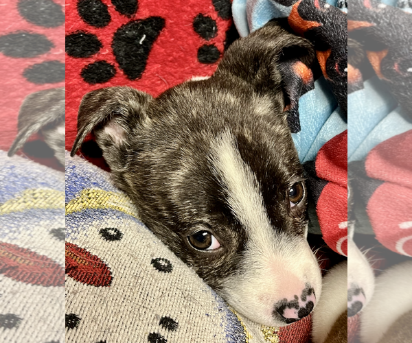 Medium Photo #2 Boston Terrier-Unknown Mix Puppy For Sale in Rockville, MD, USA