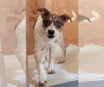 Small Red Heeler Mix