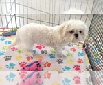 Small #2 Shih Tzu