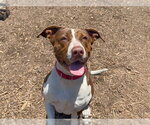 Small #2 Labrador Retriever Mix