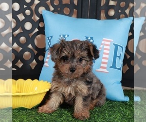 Yorkipoo Puppy for sale in MOUNT VERNON, OH, USA