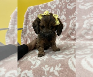 Dachshund Puppy for sale in RANDOLPH, MA, USA