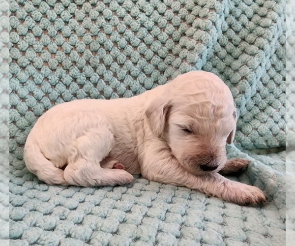 Medium Photo #54 Poodle (Standard) Puppy For Sale in CLAYTON, WA, USA
