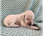Small Photo #54 Poodle (Standard) Puppy For Sale in CLAYTON, WA, USA