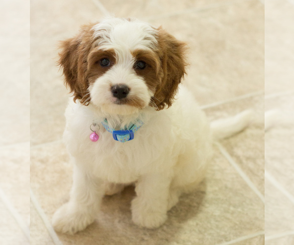Medium Photo #6 Cavapoo Puppy For Sale in BAY VIEW, WI, USA